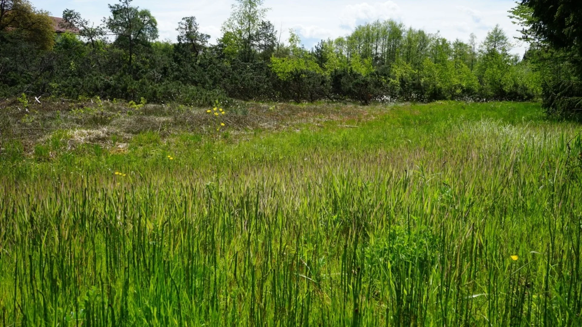 Grüne Wiese mit hohem Gras und Laubbäumen im Hintergrund bei sonnigem Wetter