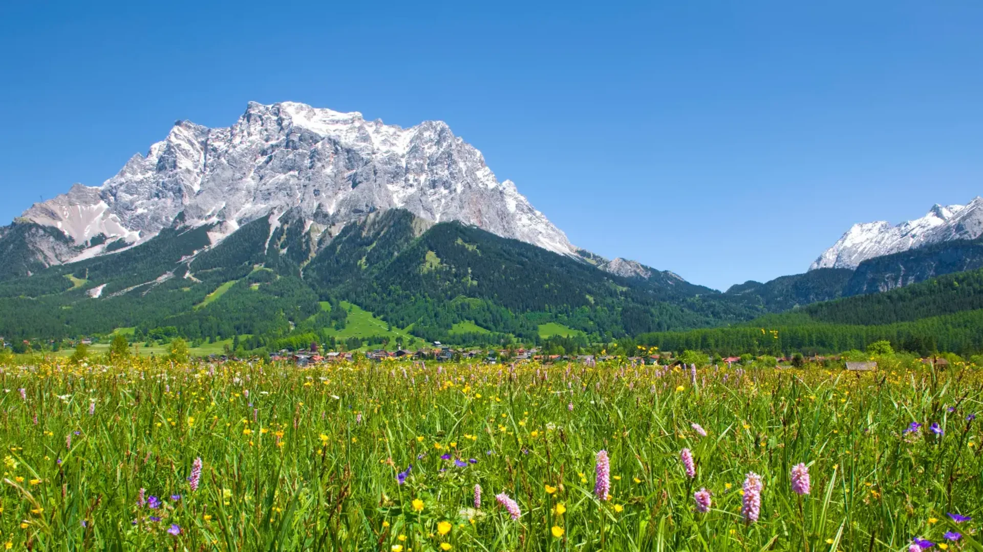 Blumenwiese vor schneebedecktem Berg und blauem Himmel