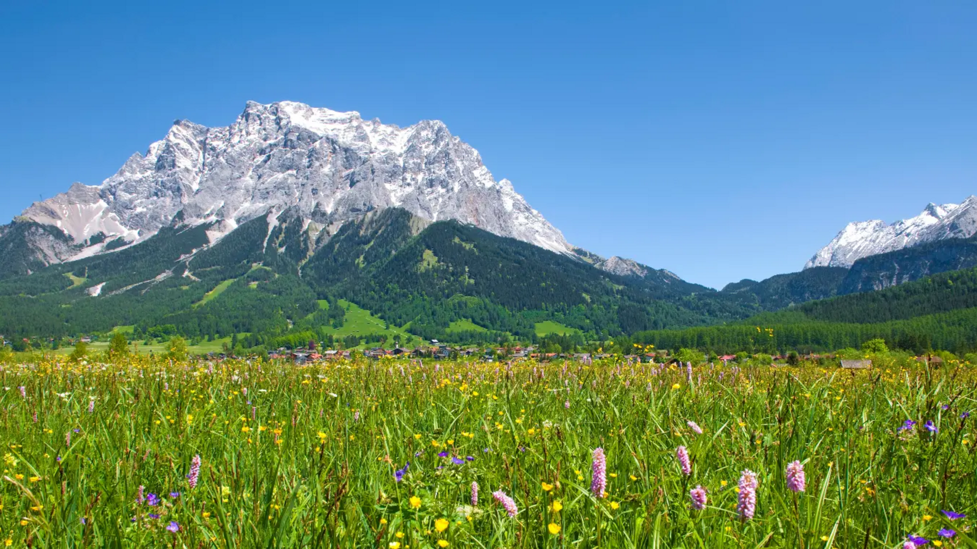 Flower meadow with snow-capped mountain under clear blue sky