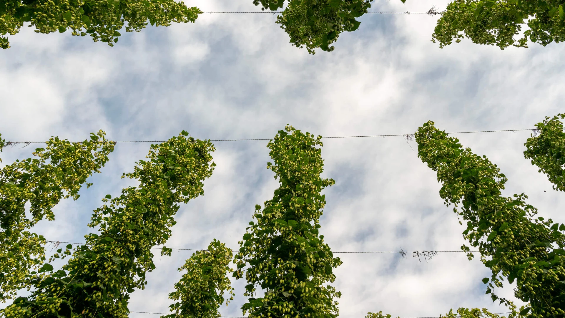Hopfenschleife © Tourismus Oberbayern München e.V. - Peter von Felbert Hopfenpflanzen wachsen vertikal an Drähten unter bewölktem Himmel