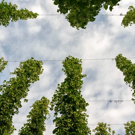 Hopplanten groeien verticaal aan draden onder bewolkte lucht