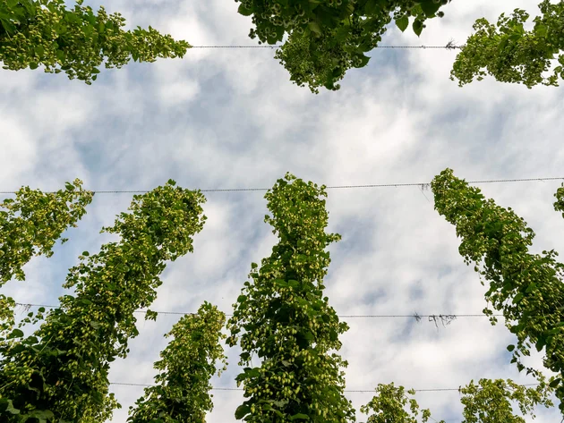 Hopfenpflanzen wachsen vertikal an Drähten unter bewölktem Himmel