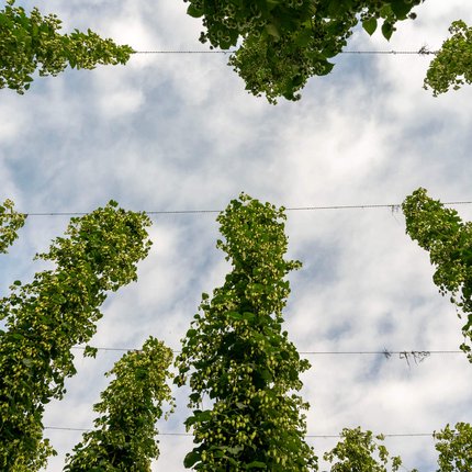 Hopfenpflanzen wachsen vertikal an Drähten unter bewölktem Himmel