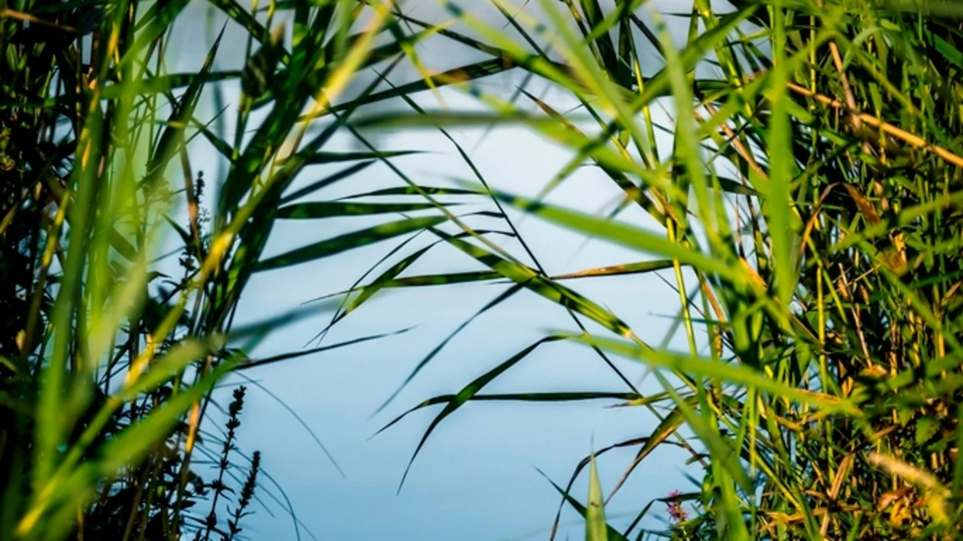 Grüne Schilfrohre am Ufer eines ruhigen Sees