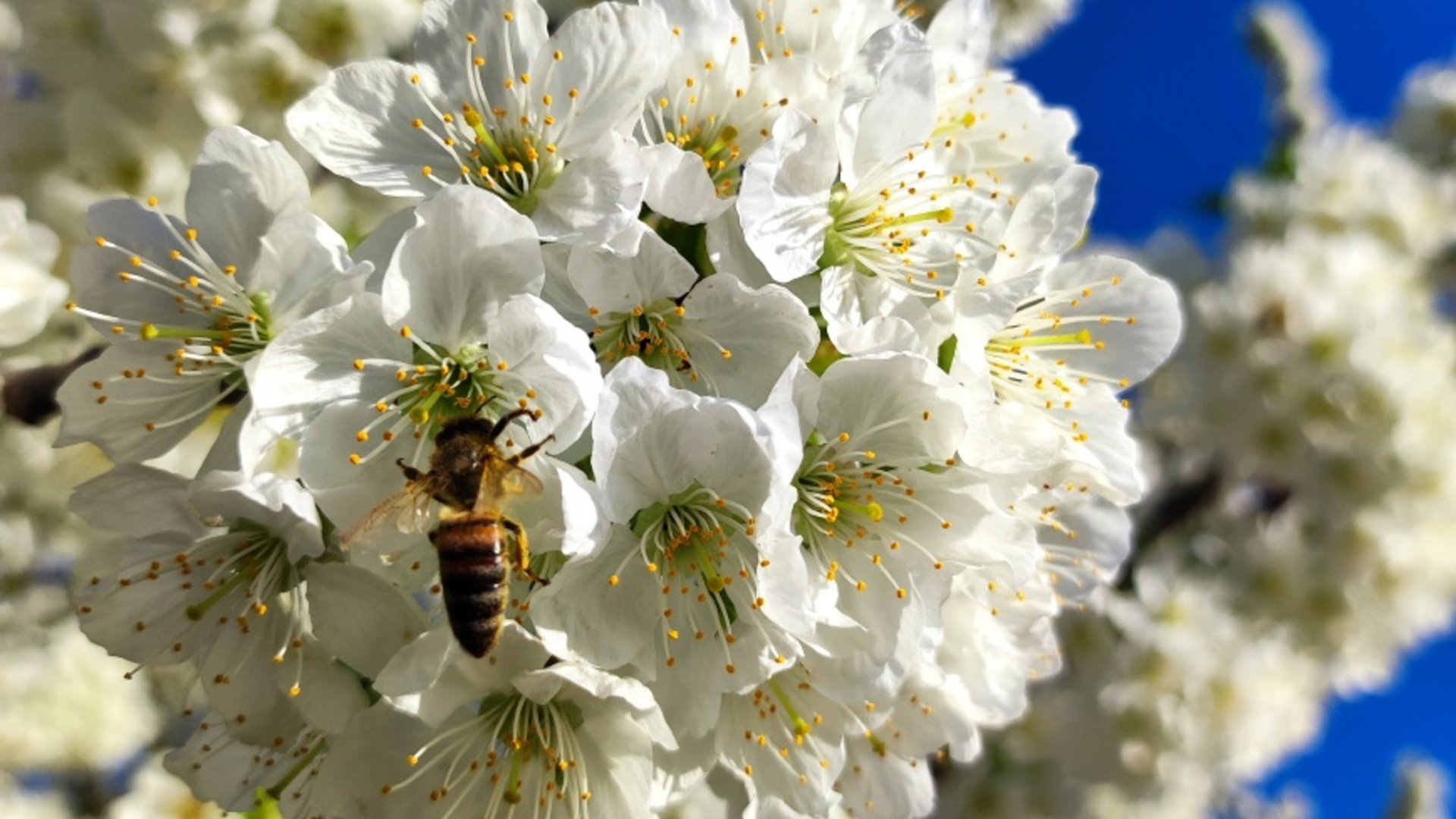 Bee collecting nectar on white blossoms under clear blue sky