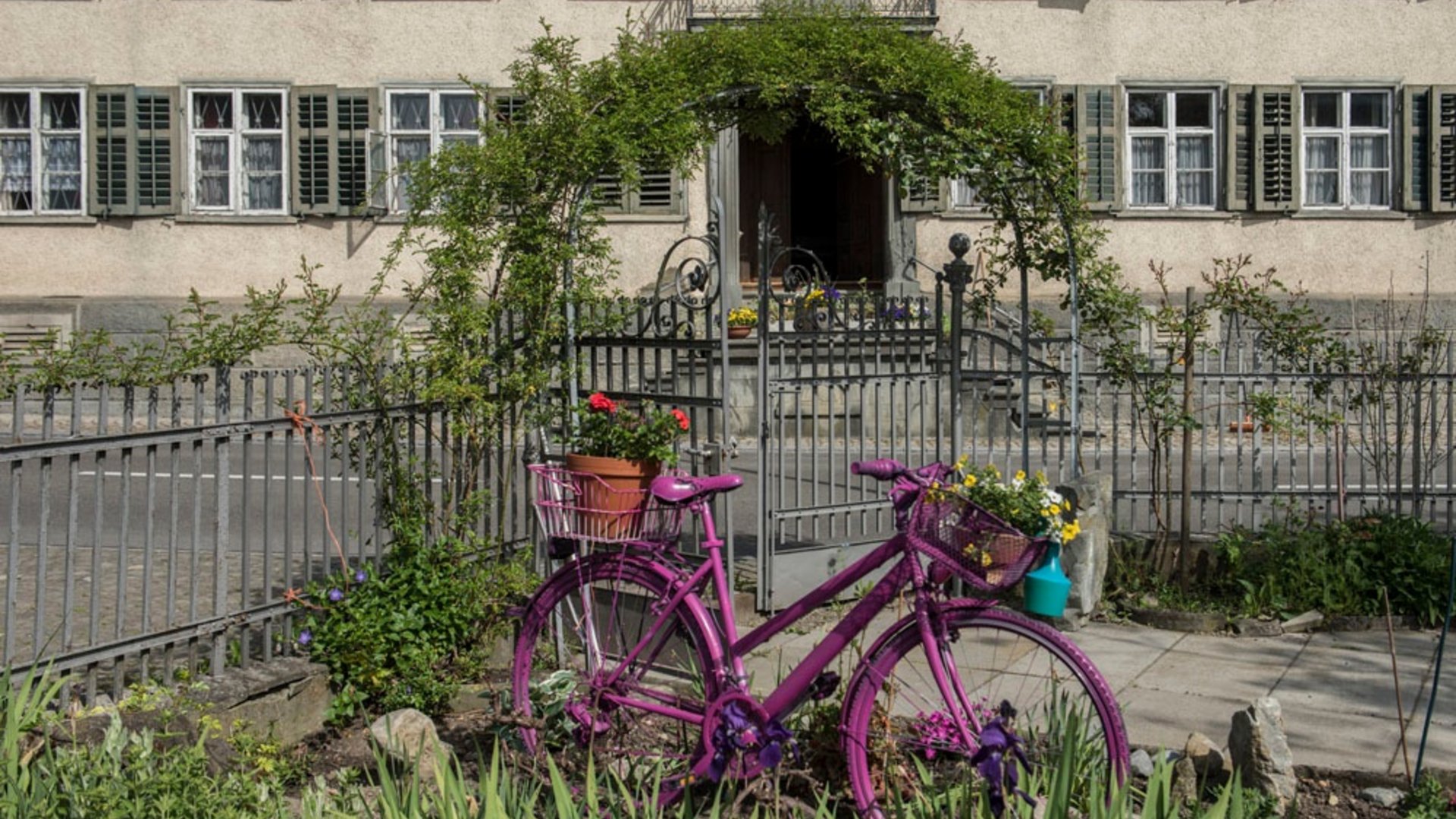 Purple bicycle with flowers in front of a house with green gate and shutters