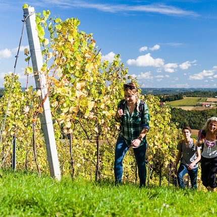 Three hikers walking through sunny vineyard with panoramic landscape view