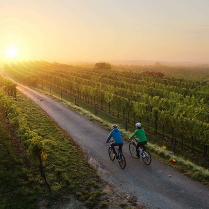 Two cyclists riding on a path through vineyards at sunrise