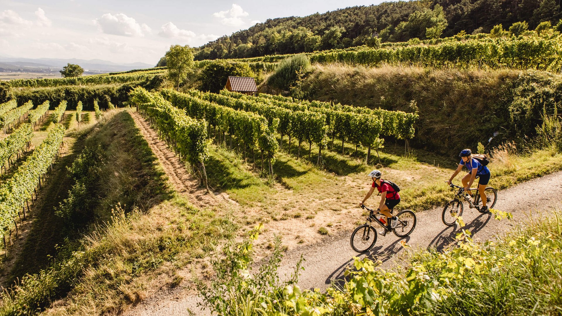Two cyclists riding on a path beside vineyards on a sunny day