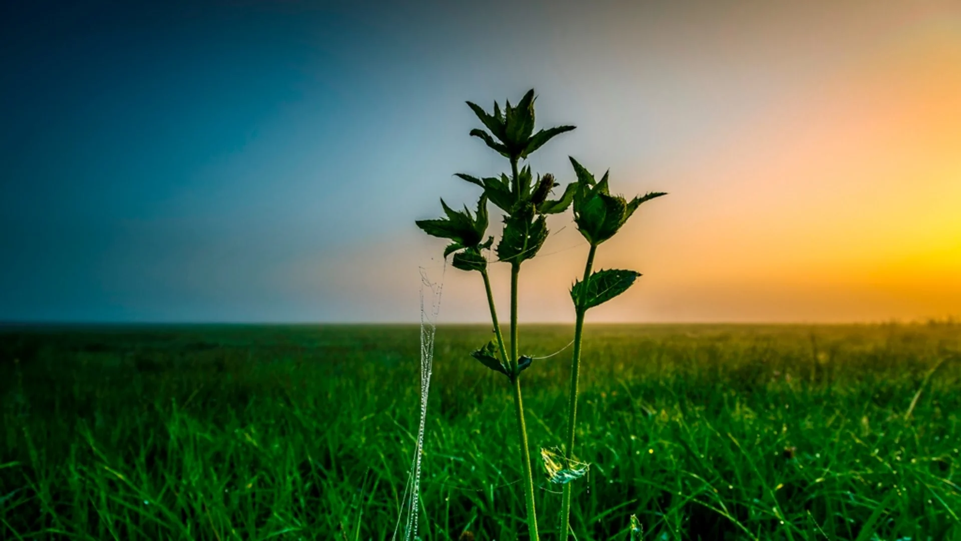 Grüne Pflanze mit Spinnweben auf einer Wiese bei Sonnenaufgang