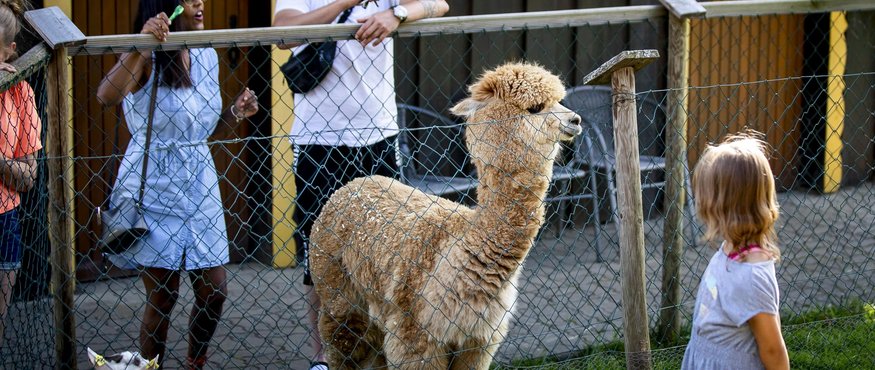 Family observing an alpaca and goats behind a fence at the zoo