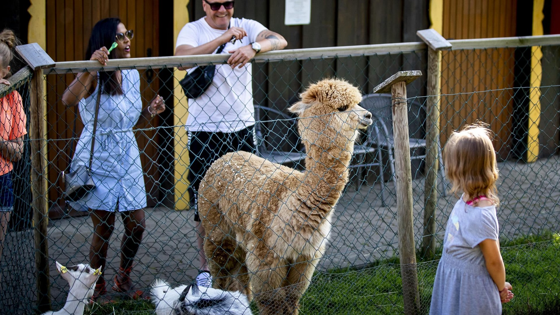 Family observing an alpaca and goats behind a fence at the zoo