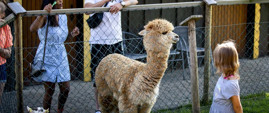 Familie bekijkt een alpaca en geiten achter een hek in de dierentuin