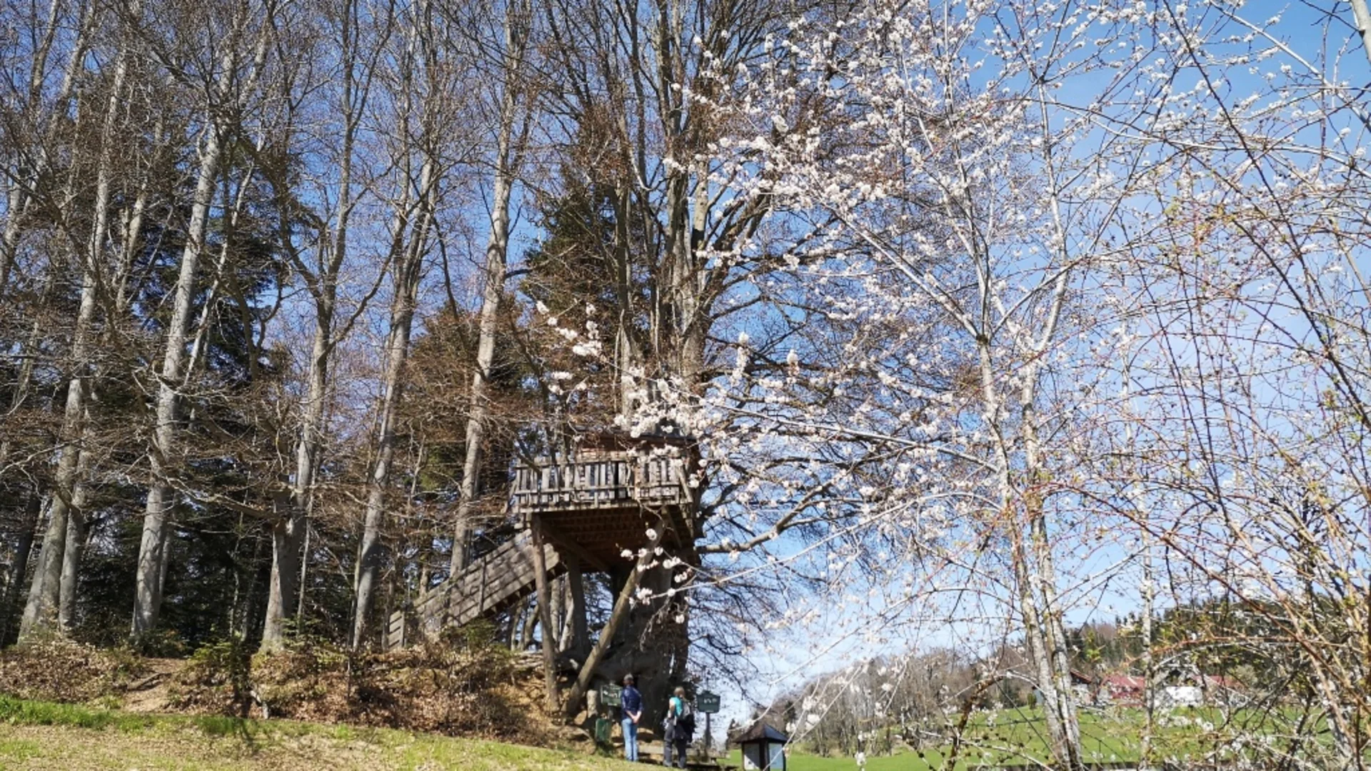 Tour-Detail © Bettina Bauer Baumhaus im herbstlichen Wald mit sich verfärbenden Blättern