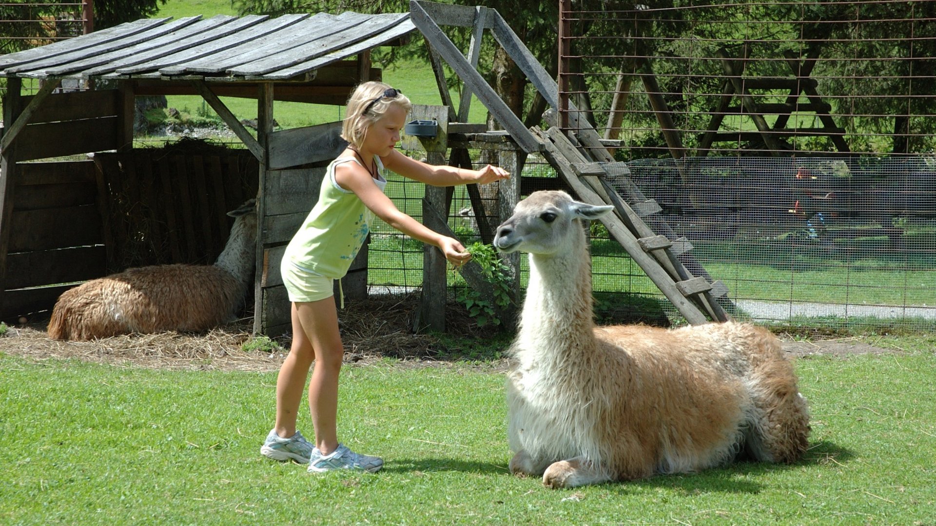 Girl feeding a llama outdoors on a farm