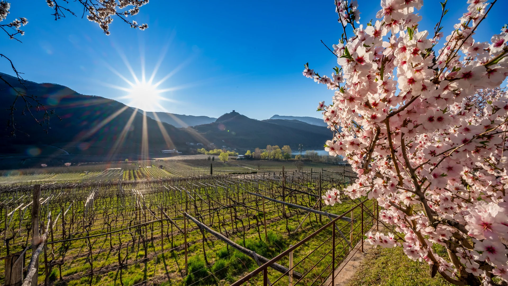 Blooming almond tree by vineyards under bright sun and mountains