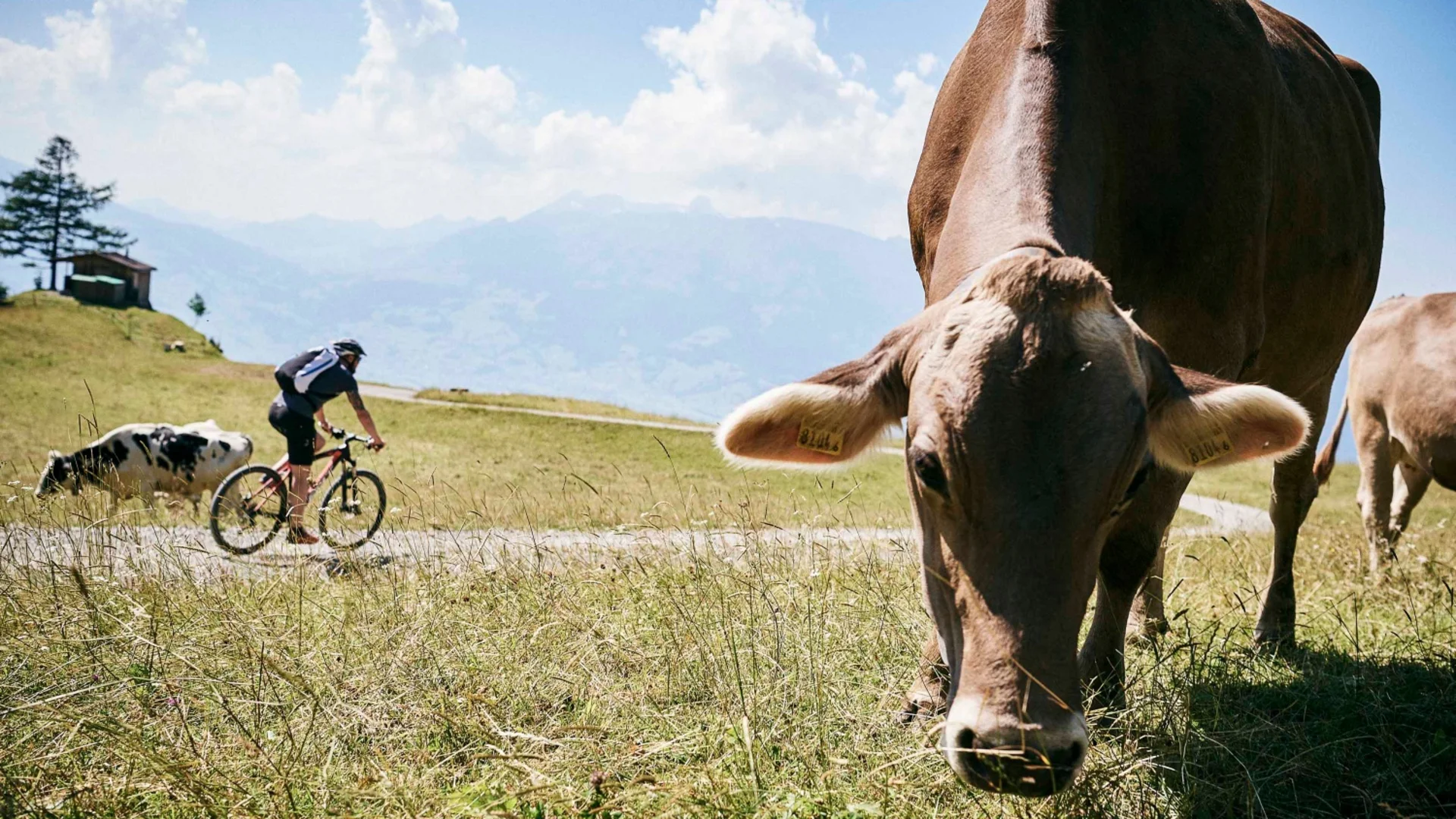 Kuh steht auf einer Bergwiese, im Hintergrund fährt ein Radfahrer vorbei