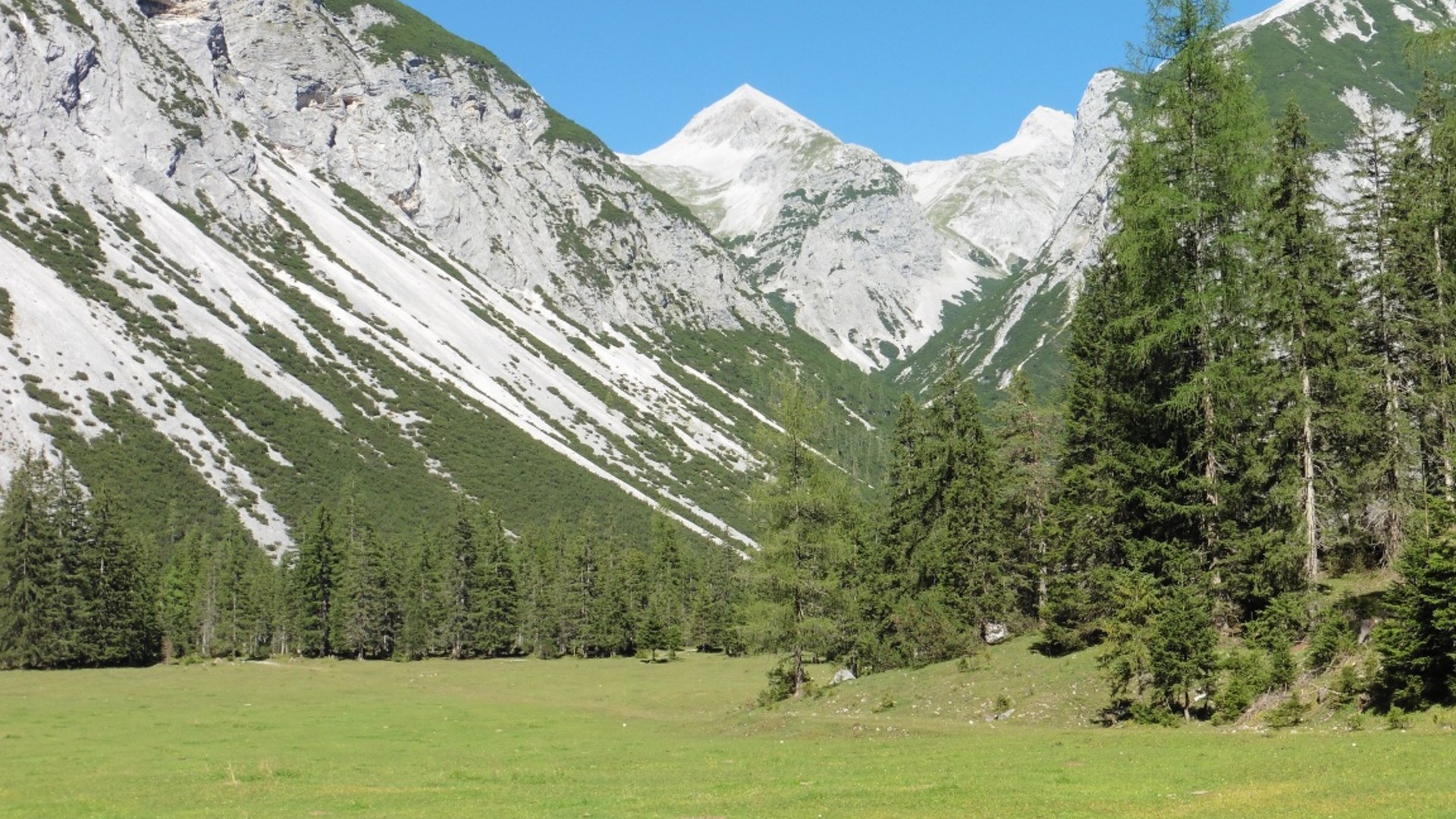 Green meadow with fir trees in front of steep, rocky mountain peaks under clear sky