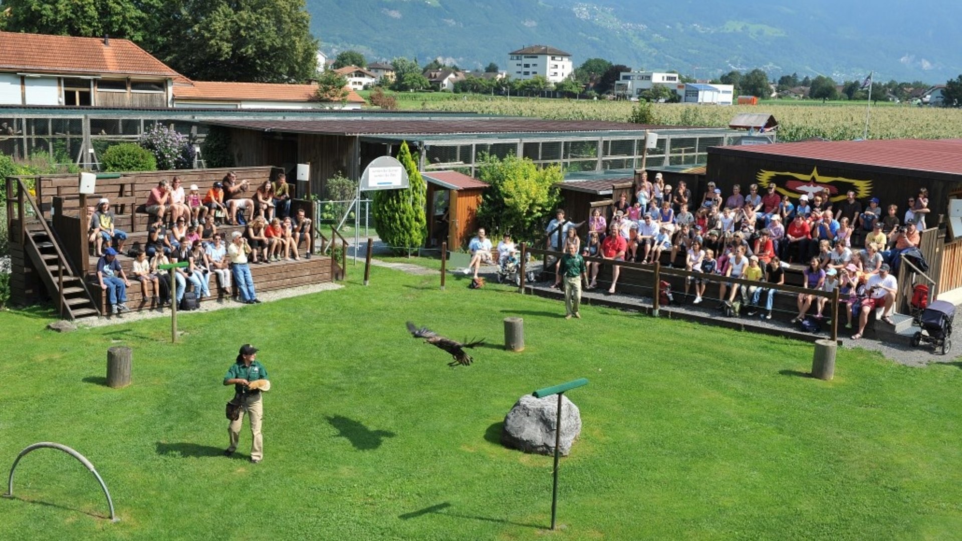 People watching a bird of prey show in an outdoor arena with green grass