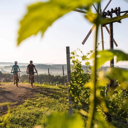 Two cyclists riding on a path through vineyards at sunrise