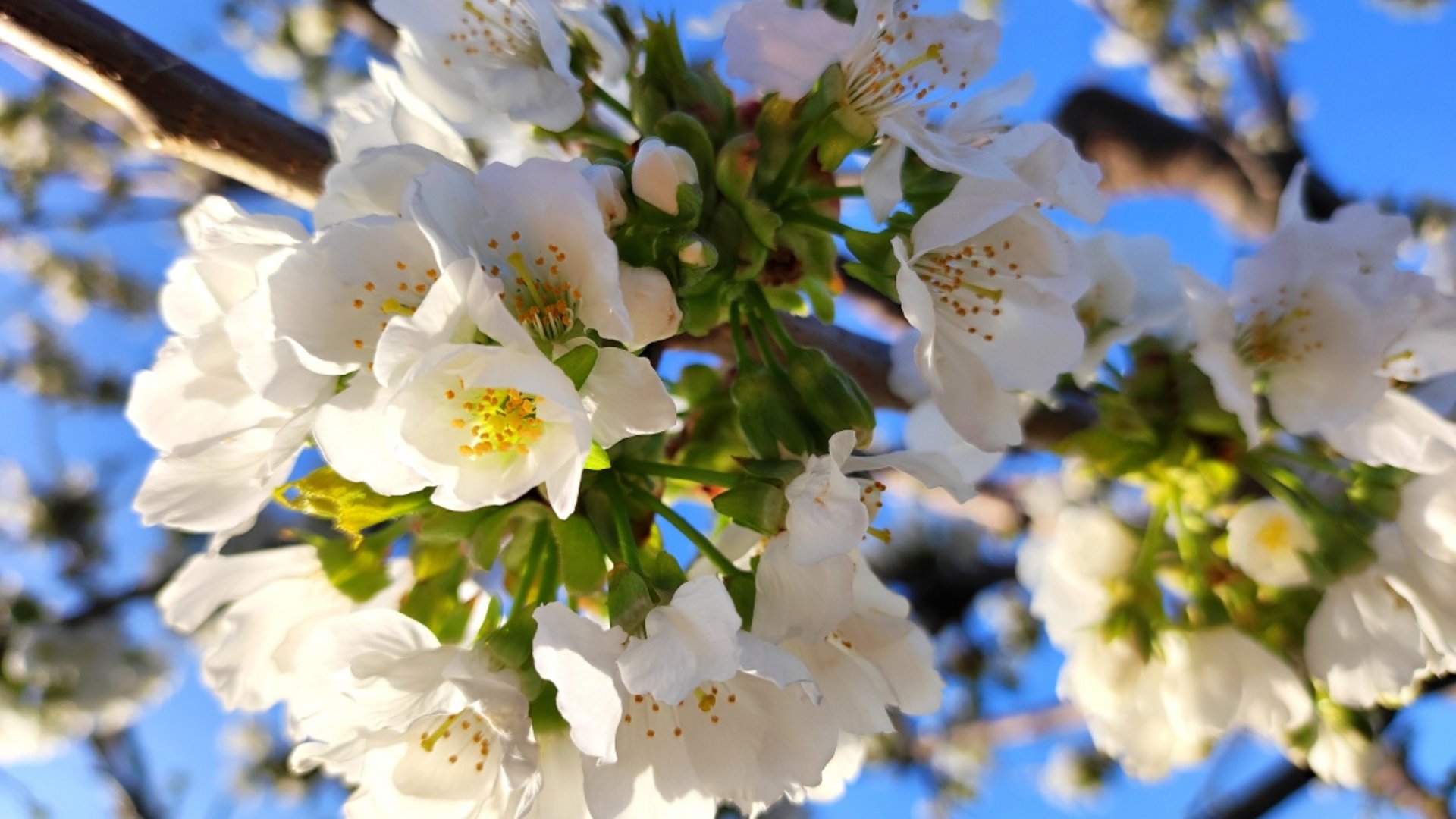 Close-up of white cherry blossoms against a blue sky