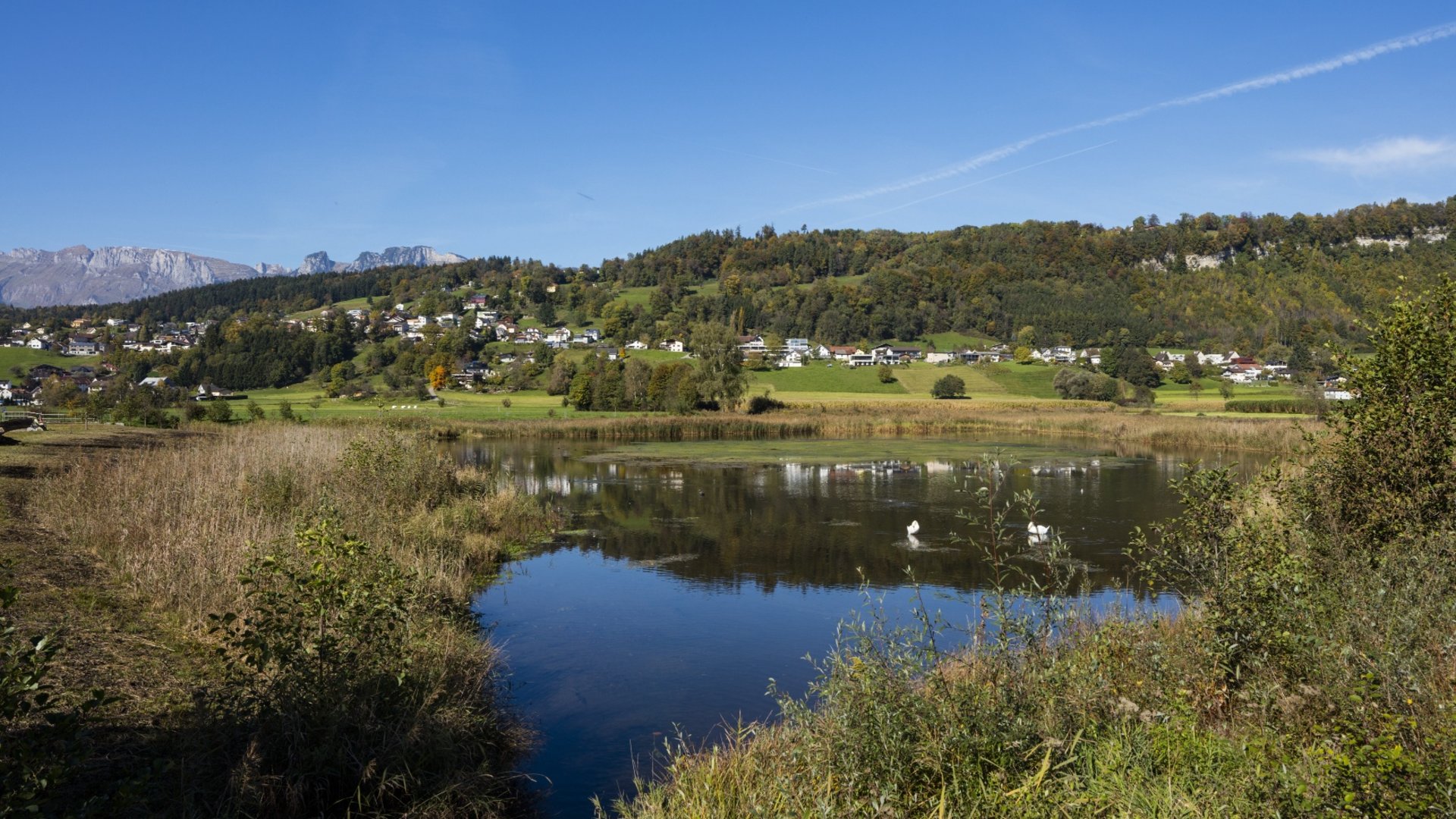 Lake with swans, forested hill, village, and clear blue sky