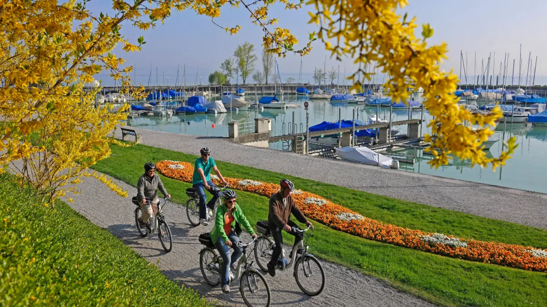 Four people cycling along a lakeside path near a harbor with blooming trees