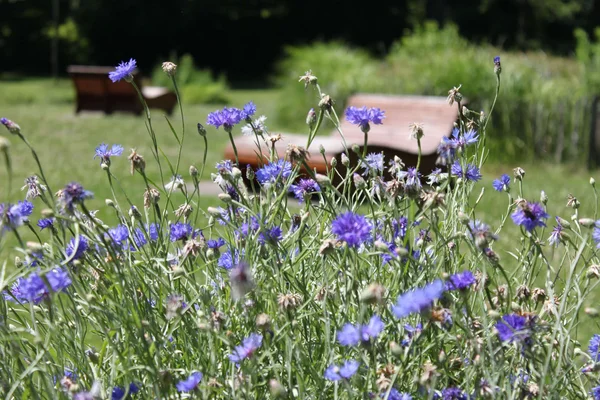 Genussradeln mit Alpenblick im Tölzer Land © Tölzer Land Tourismus - Kirschenhofer Blaue Wildblumen im Vordergrund mit zwei Holzbänken im Park