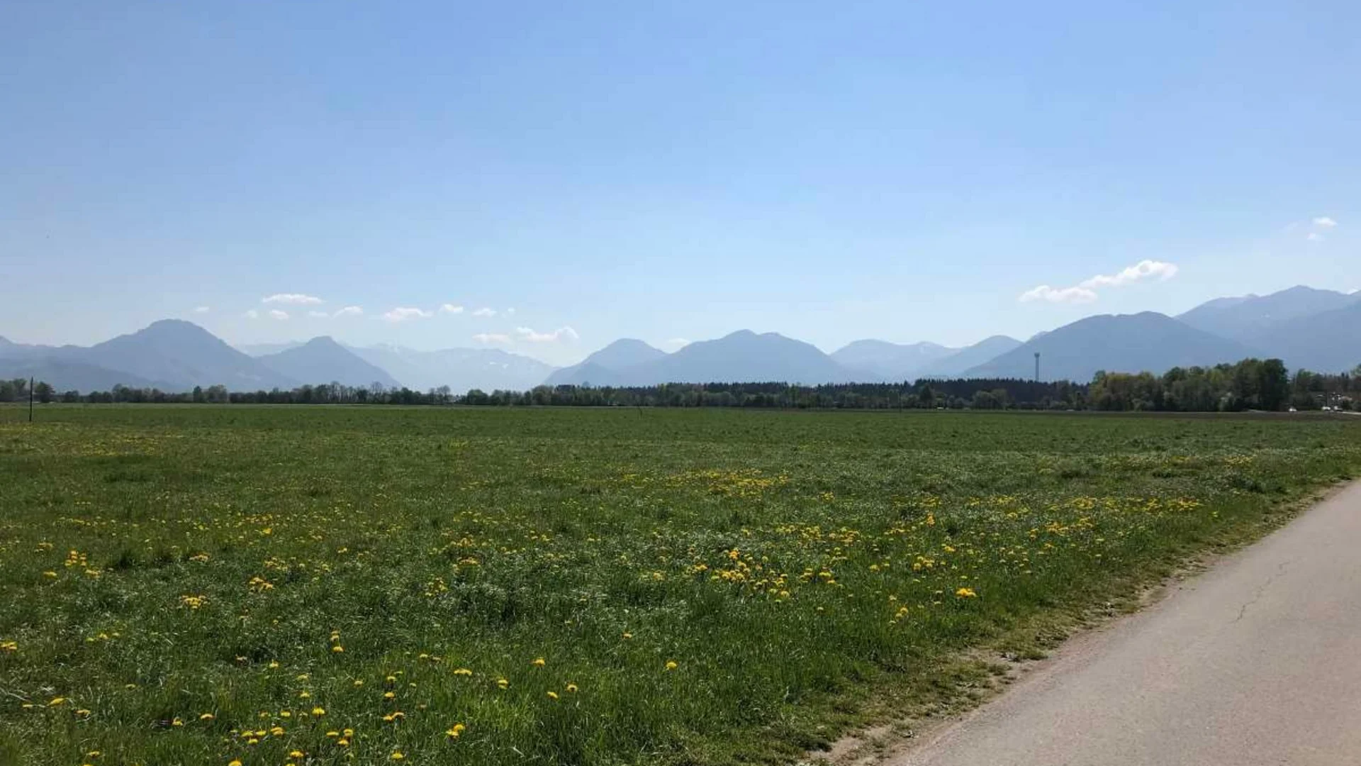 Grünes Feld mit gelben Blumen und Bergsilhouette bei klarem Himmel