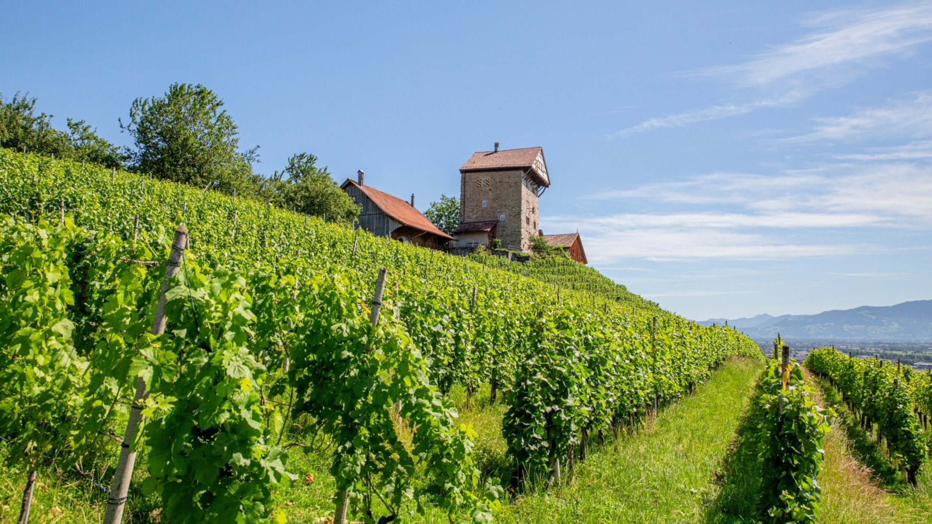 Wijngaard met historische toren onder blauwe lucht