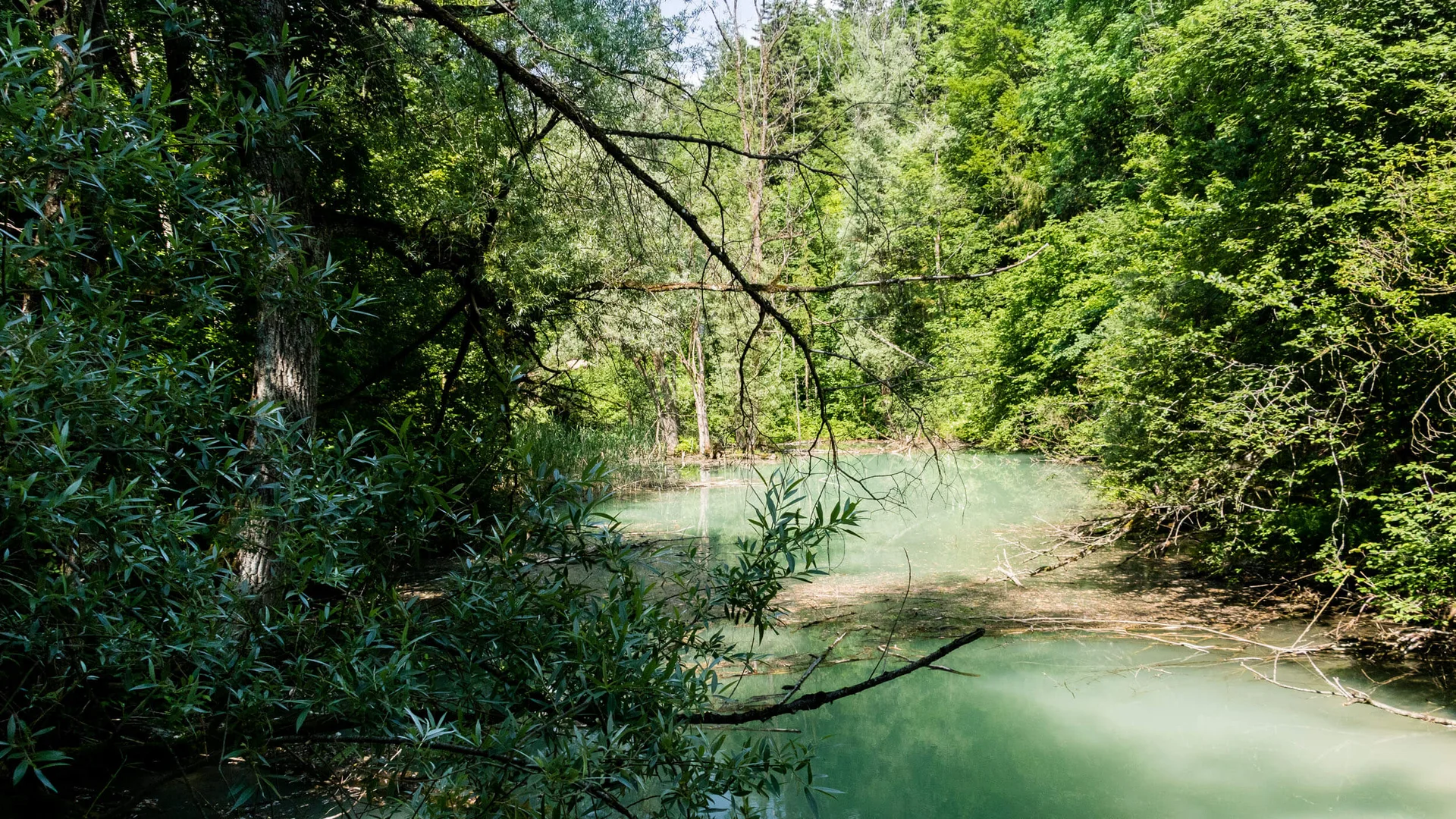 Grüner Wald mit ruhigem Fluss und überhängenden Ästen