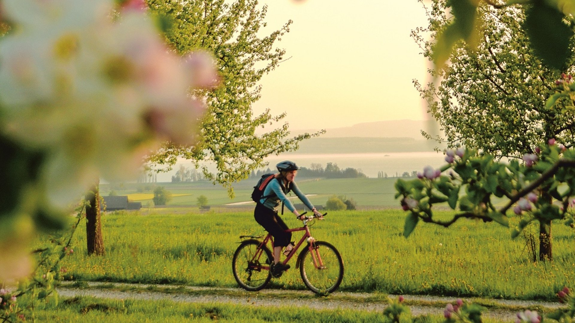 Cyclist rides on a rural path surrounded by blossoming trees in spring