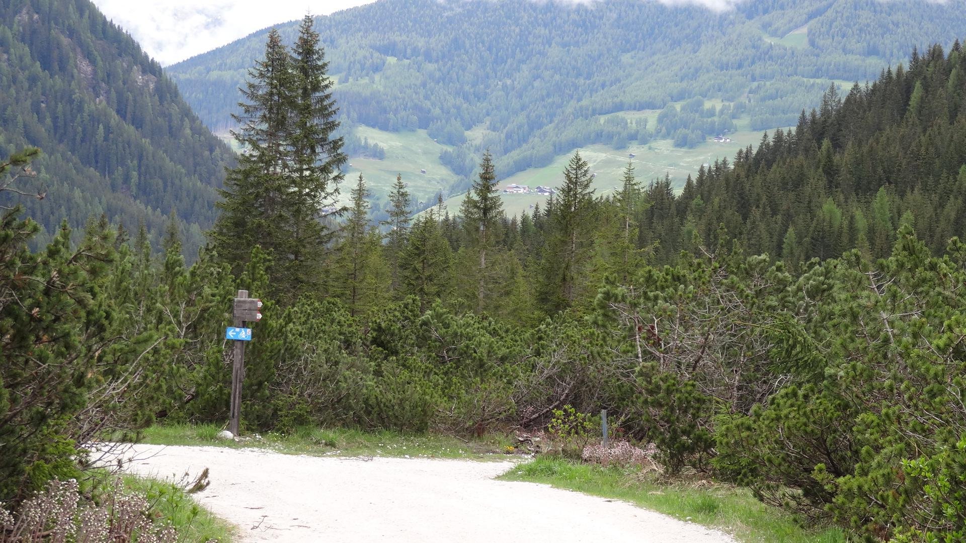 Hiking trail in forest with signpost and mountains in background