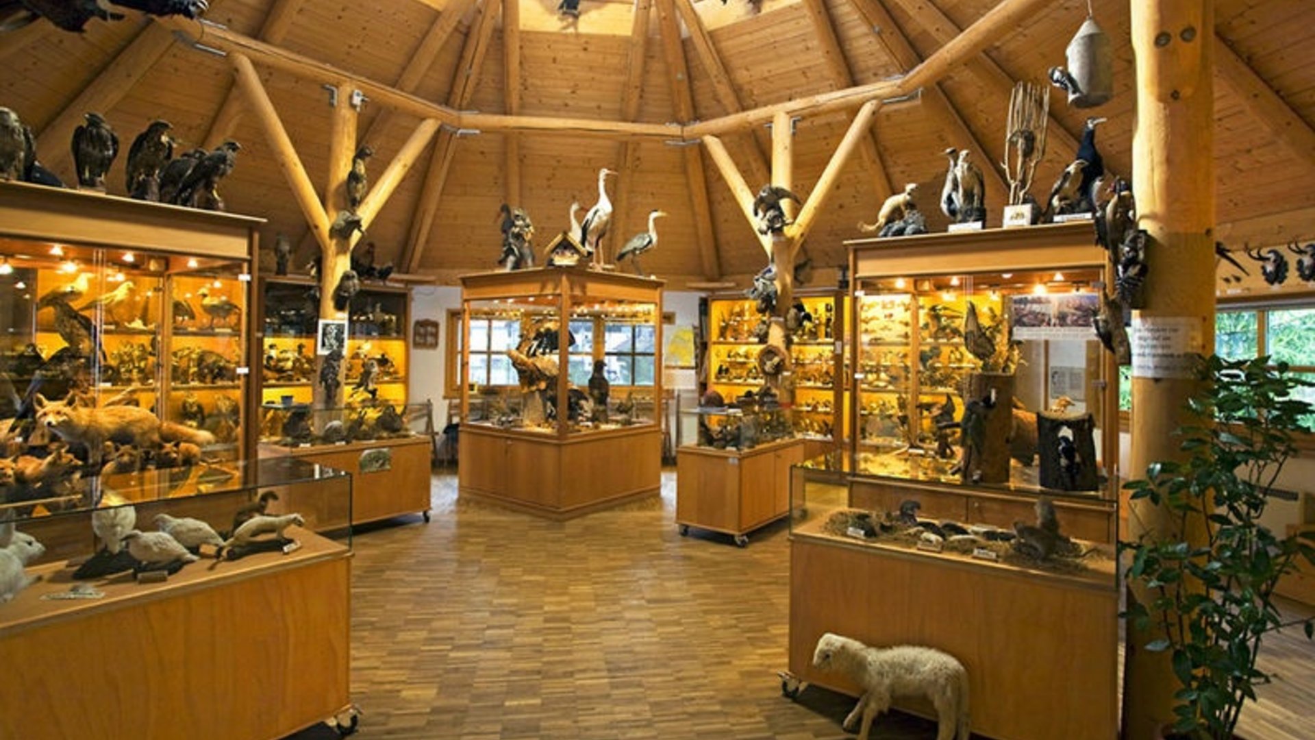 Museum room with stuffed animals displayed in glass cases under a wooden dome