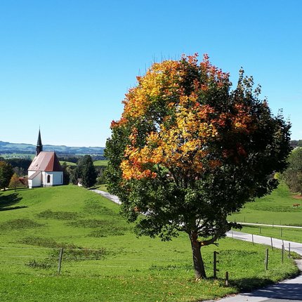 Zuckmayer Route © Henndorf Sankt Brigida Herbstlicher Baum mit Kirche und grüner Landschaft im Hintergrund
