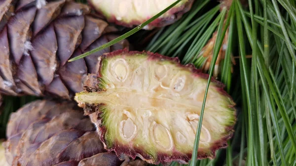 Zirbensirup © TVB Salzburger Lungau Katschberg Geschnittene Kiefernsamenschale und Kiefernnadeln im Nahaufnahme