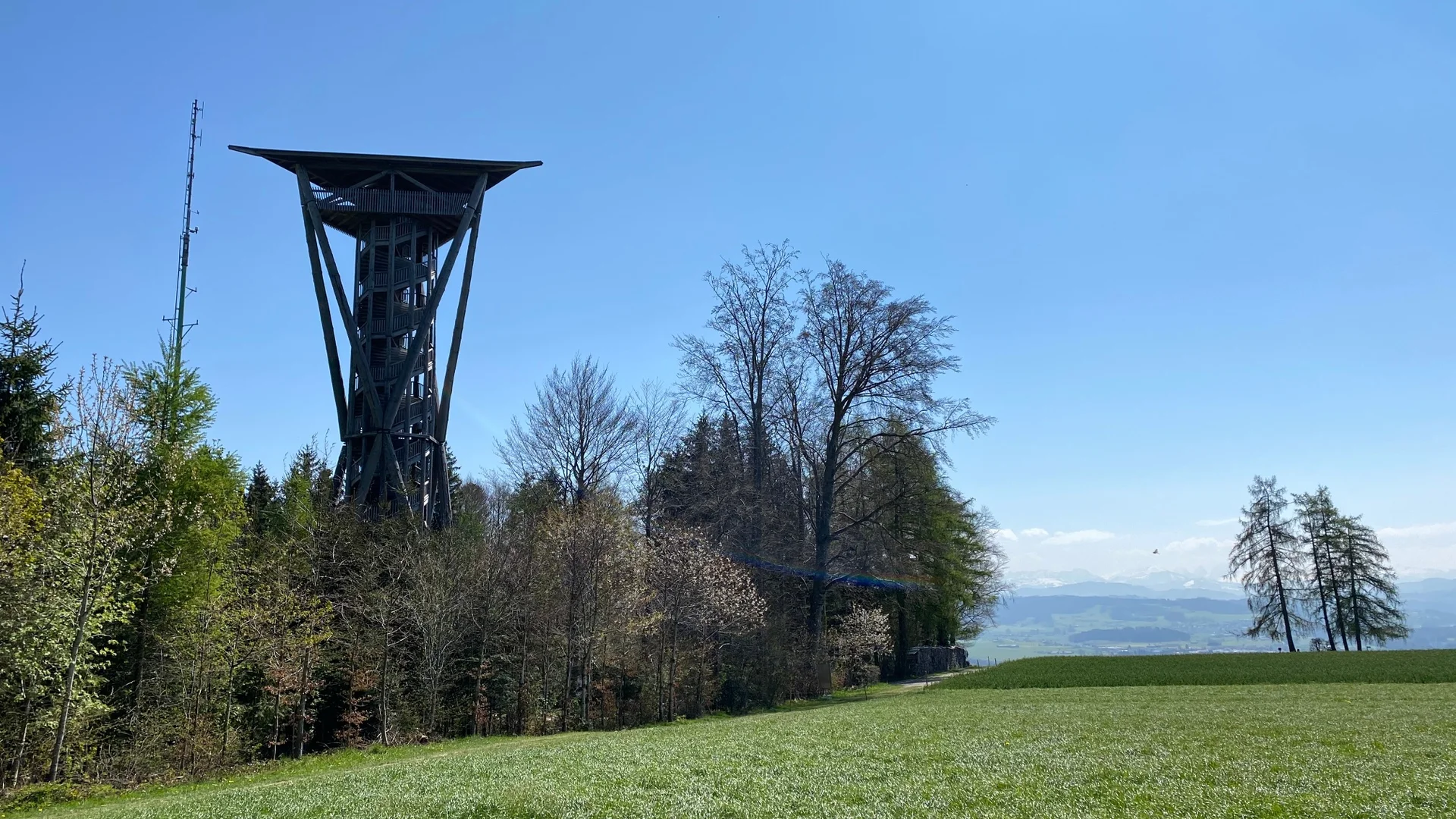 Uitzichttoren naast bos en grasveld onder heldere blauwe lucht