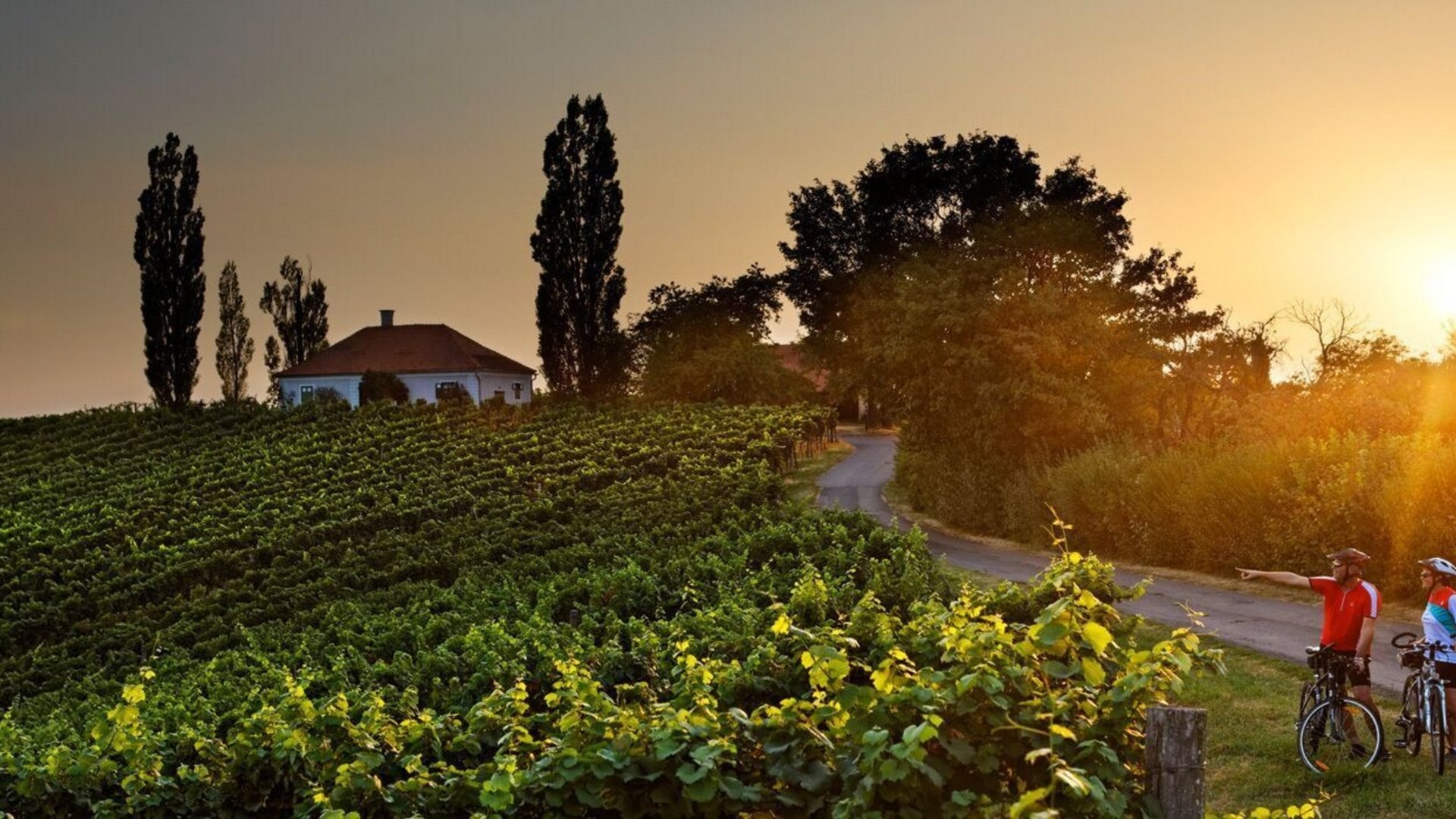 Two cyclists beside vineyards at sunset on a country road