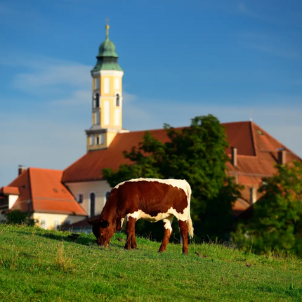 Cow grazing on green hill with building and church tower in background