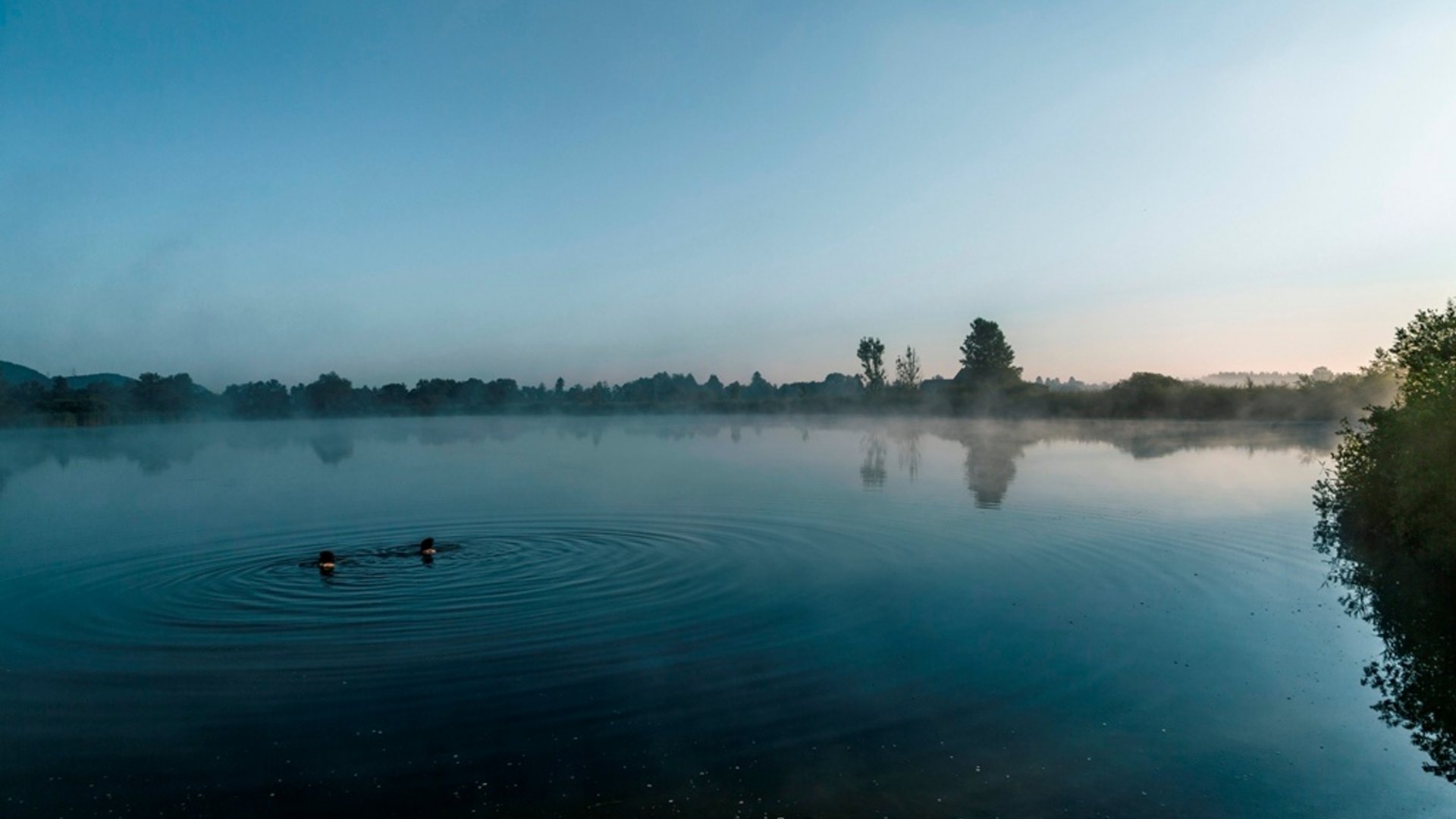 Two swimmers in calm misty lake at sunrise