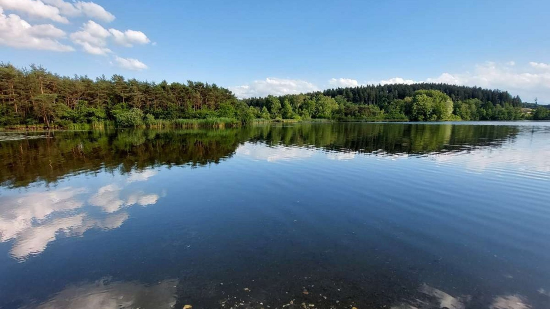 Lake with reflective water surface and forested shore under blue sky