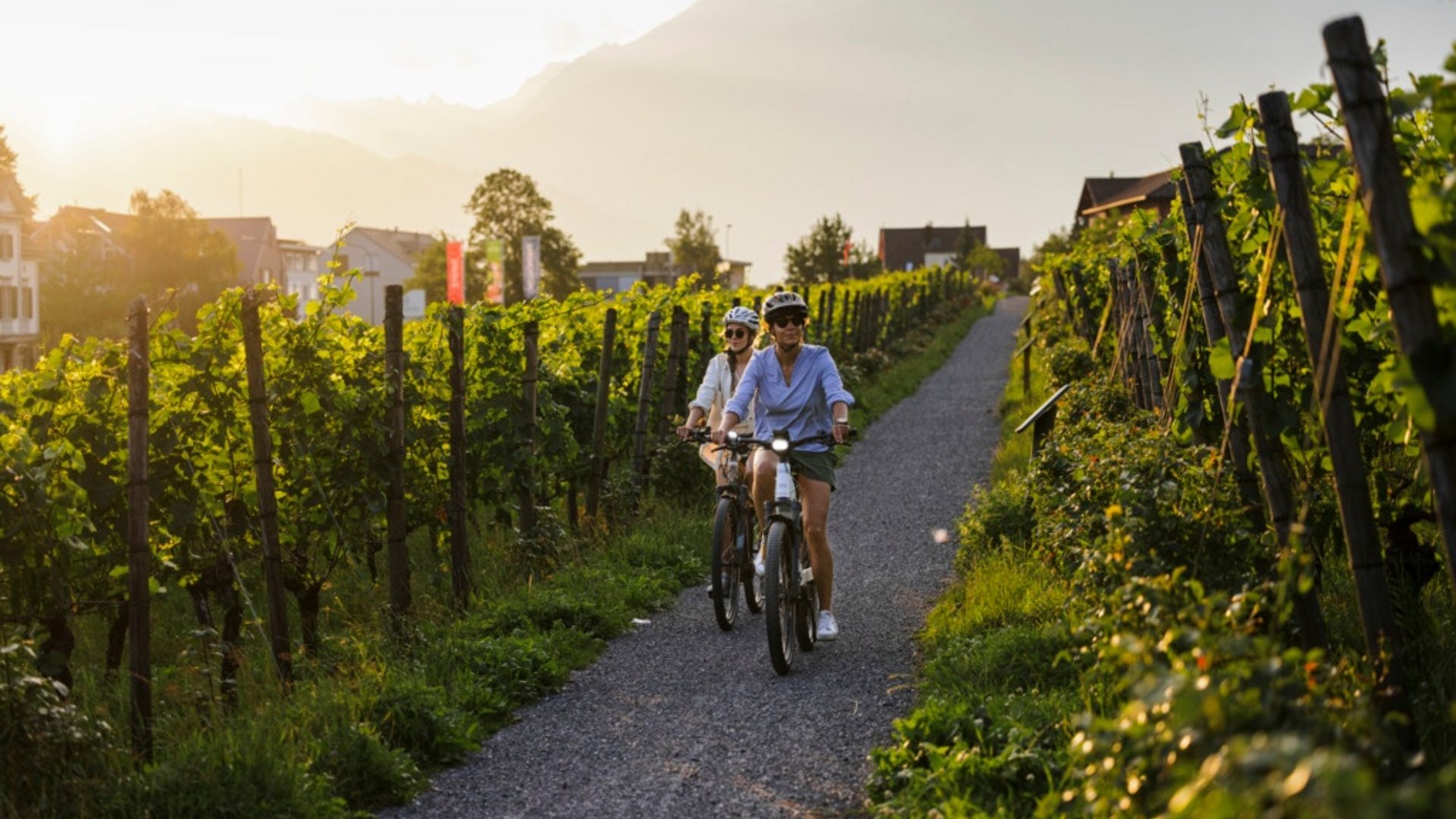 Two women cycling on a path through a vineyard at sunset.