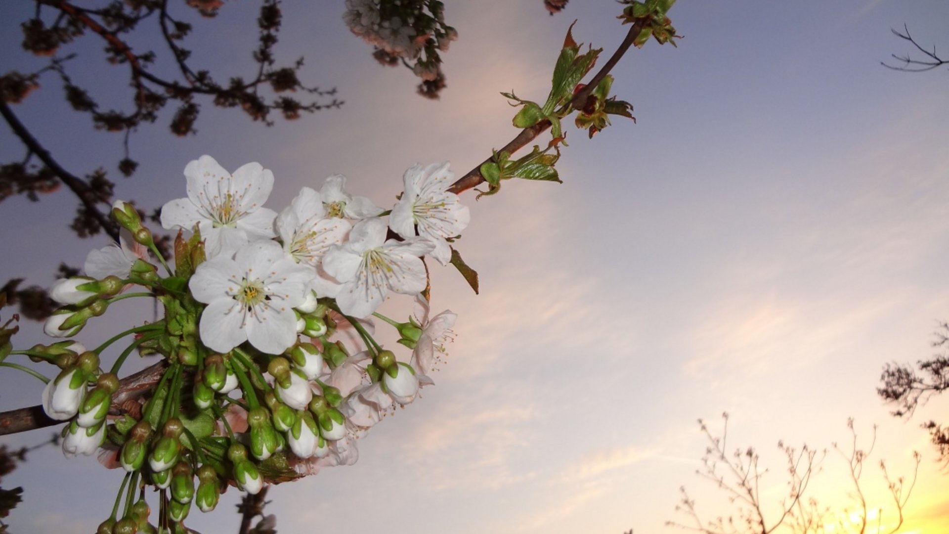 White cherry blossoms with sunset in the sky