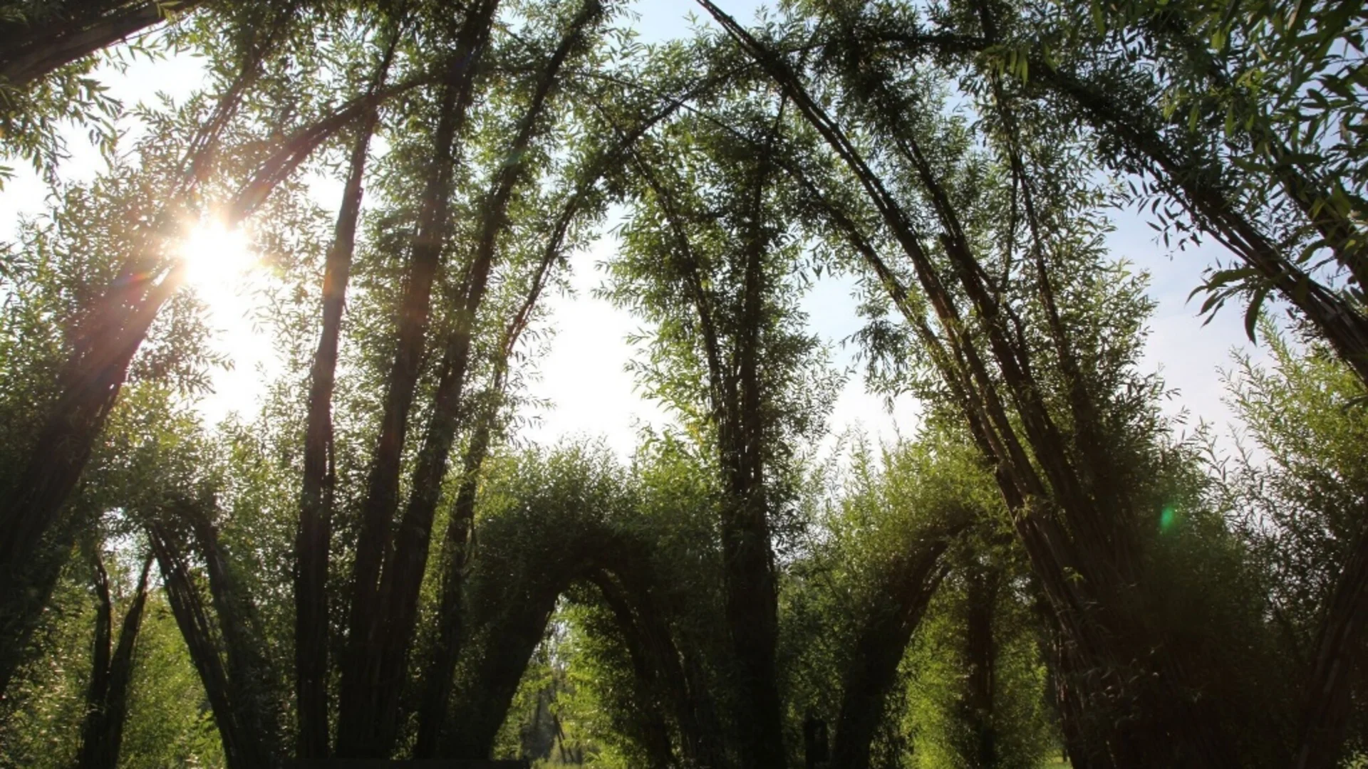 Boogvormige boomstammen met groen blad en zonlicht in het park