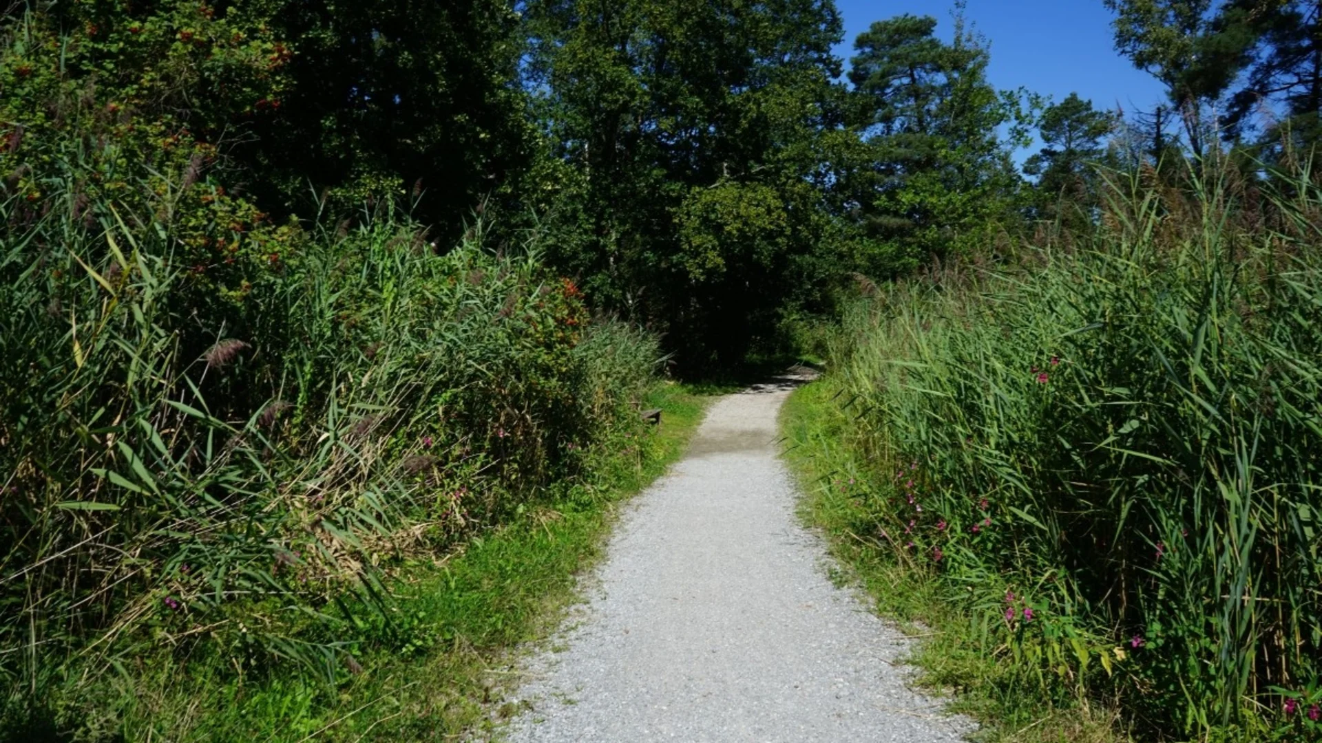 Wanderweg durch dichtes Grün mit blauem Himmel