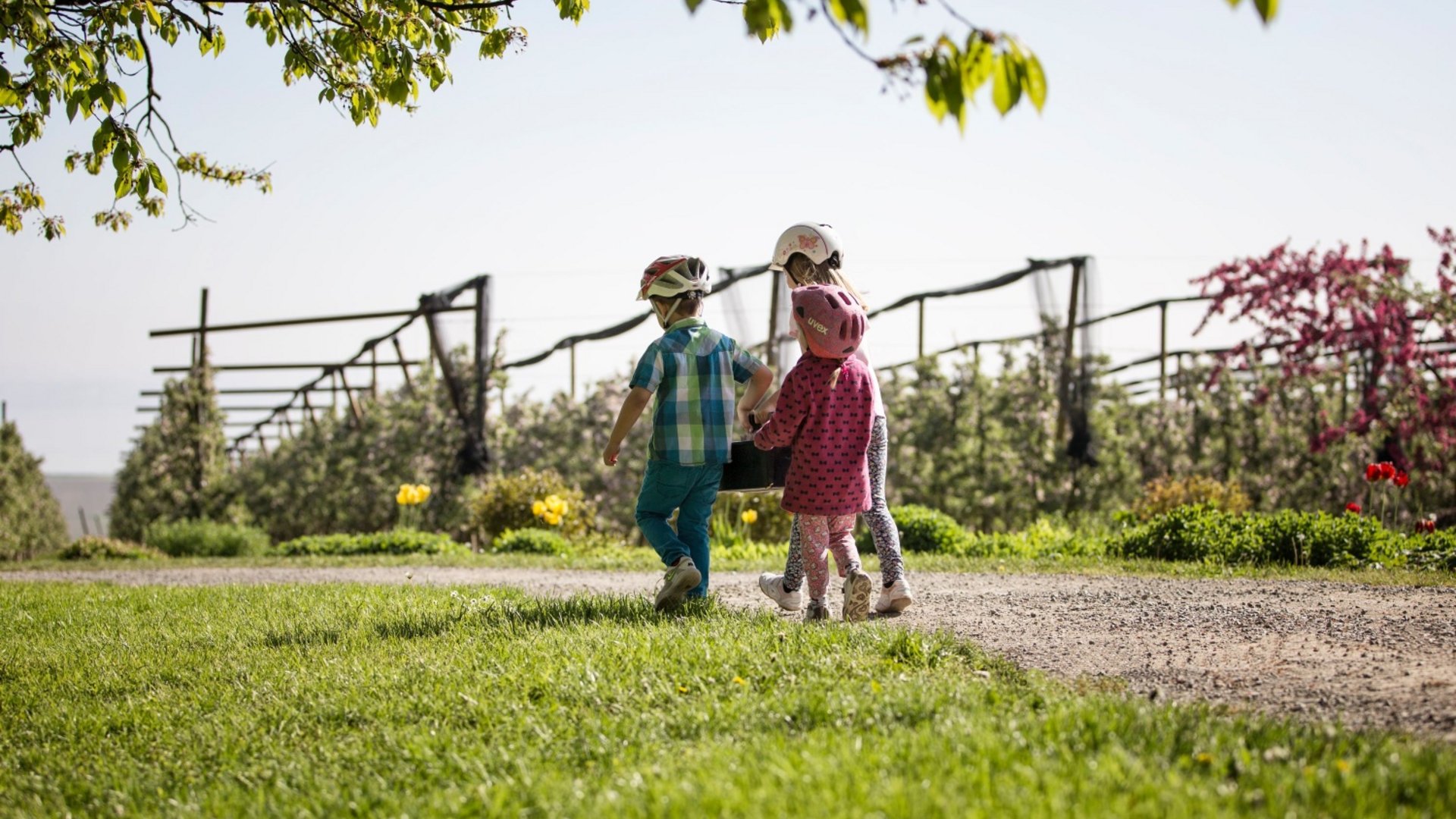 Three children wearing helmets walking on a path in an orchard