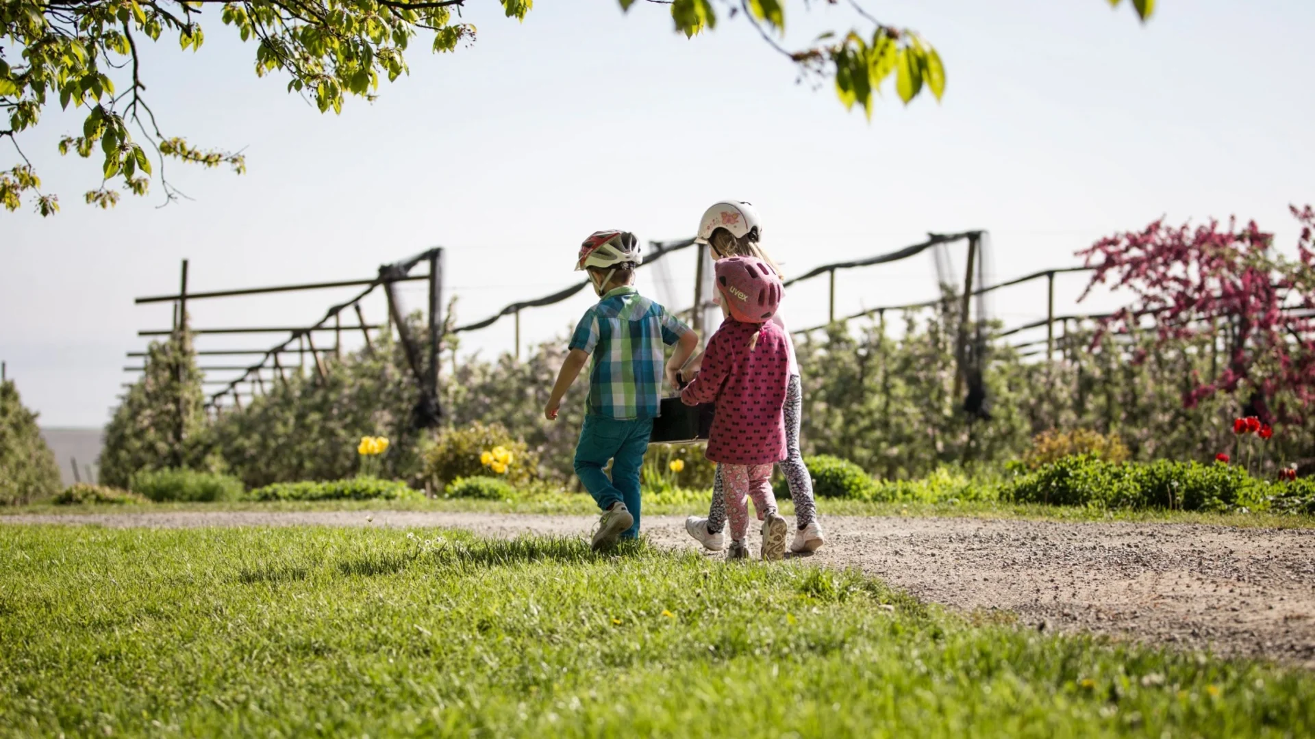 Drie kinderen met helmen lopen op een pad in een boomgaard