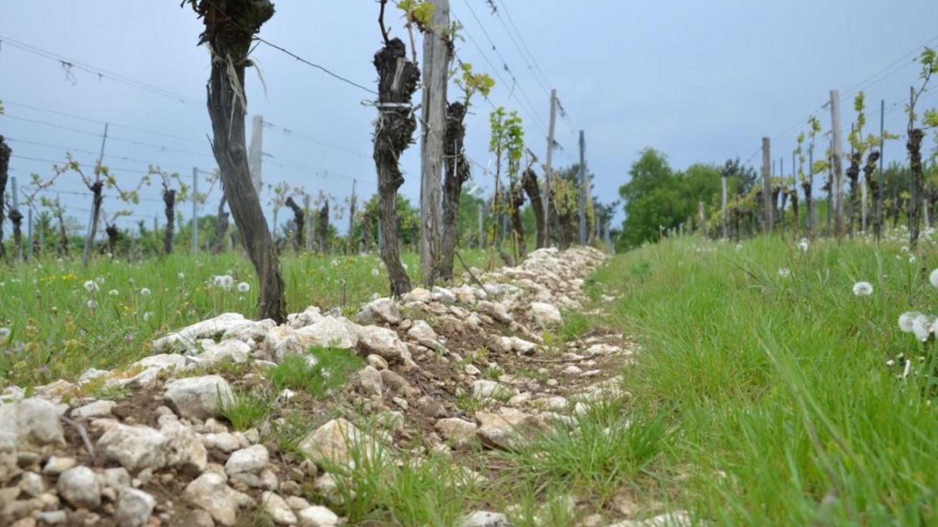 Rows of grapevines in a rocky vineyard with green grass under a pale blue sky