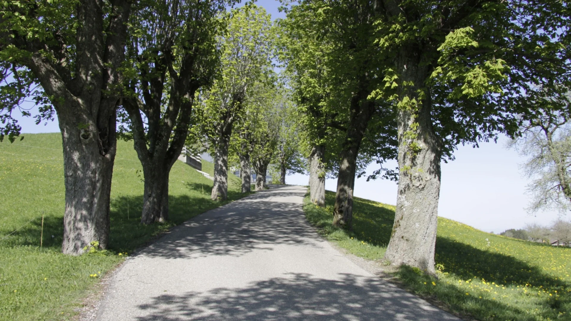 Boomrijke weg op glooiende heuvel bij zonnig weer
