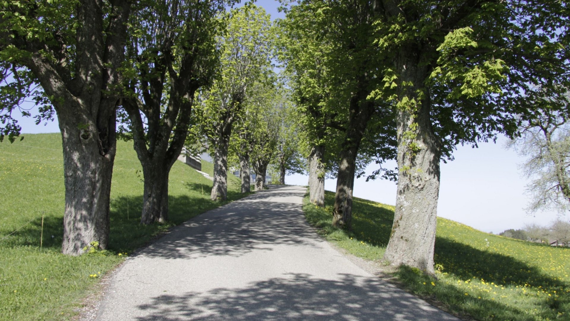 Tree-lined path on gentle hill under sunny sky